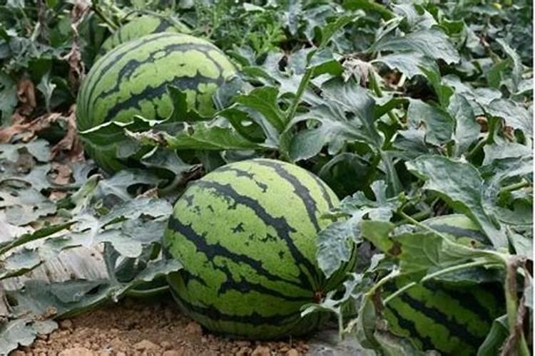 水养观音竹叶子发黄怎么办