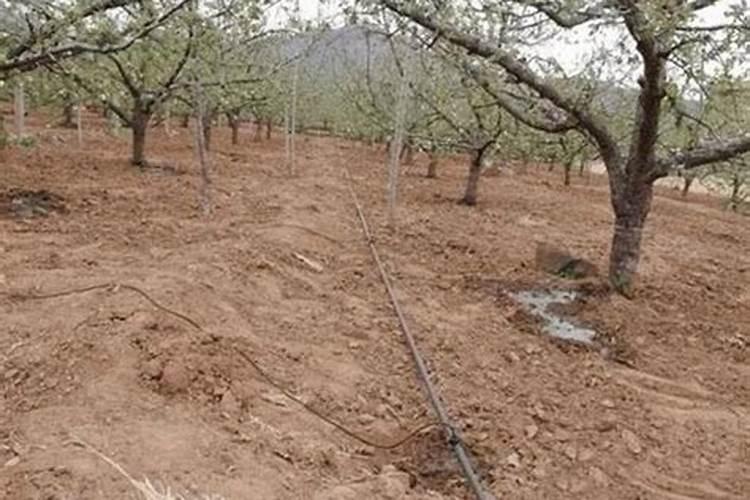 花鱼共养的问题