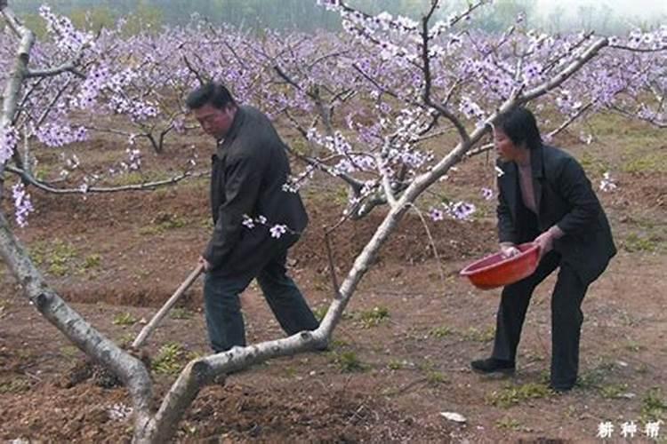水培花卉与鱼共养的注意事项