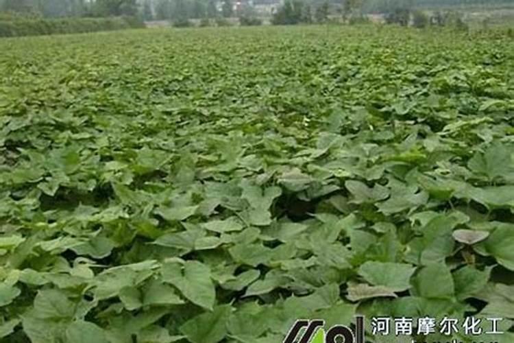 请问一下施加复合肥要用土盖住吗？还是是不是施了复合肥后尽量不要...