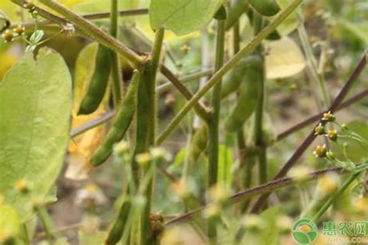 黄豆施什么肥比较好