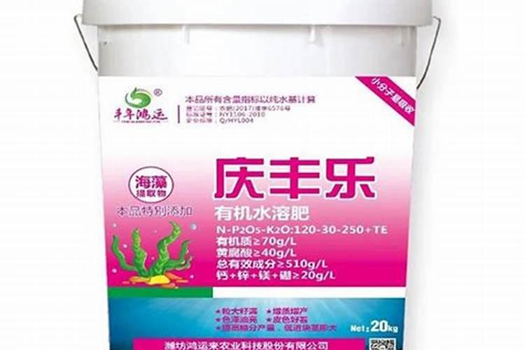 红运当头叶子发黄怎么办