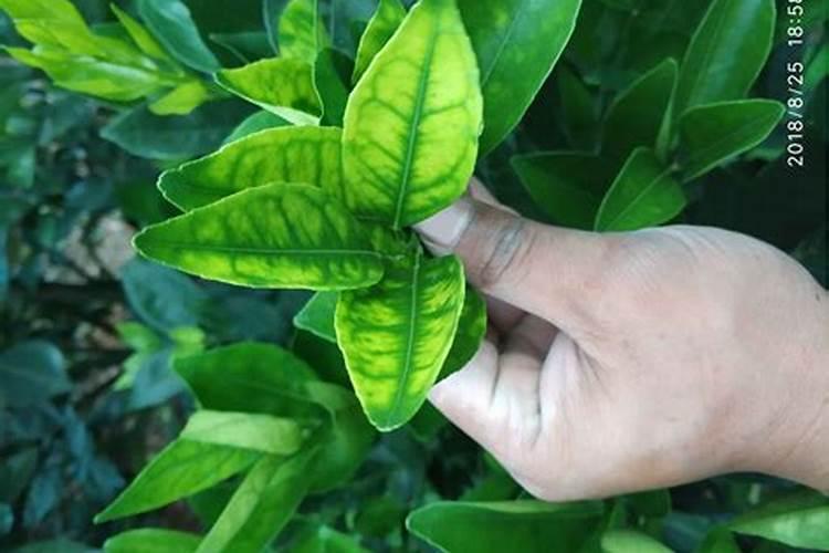 黄腐酸钾冲湿肥对棉花有什么帮助