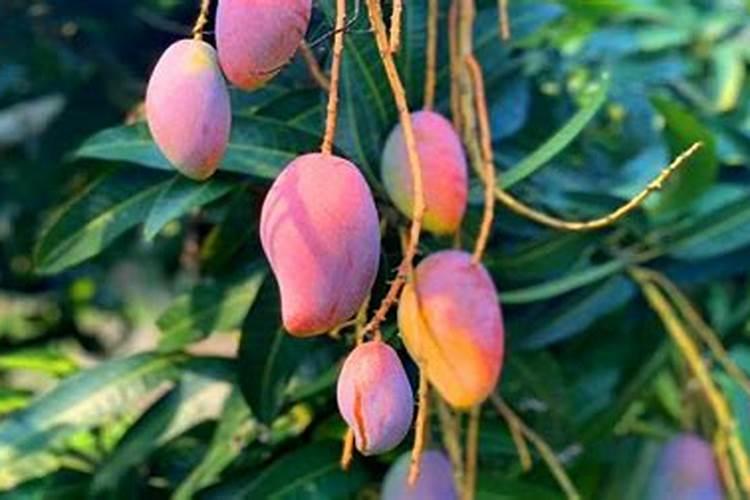 提高芒果树产量的追肥技巧有哪些 芒果养殖技巧