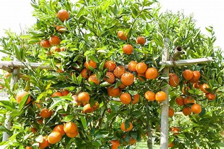 抗寒抗旱的肥料是什么