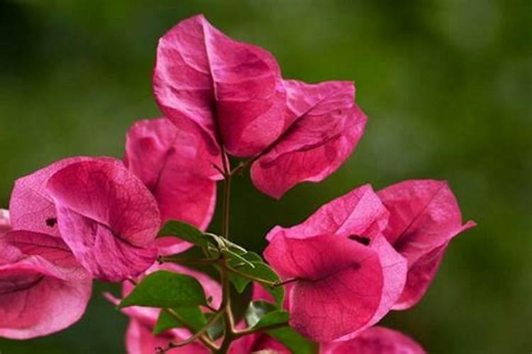 三角梅快开花了应该施什么肥