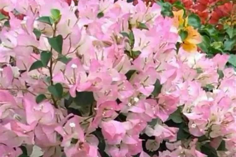 小叶昙花的养殖方法和注意事项是什么？