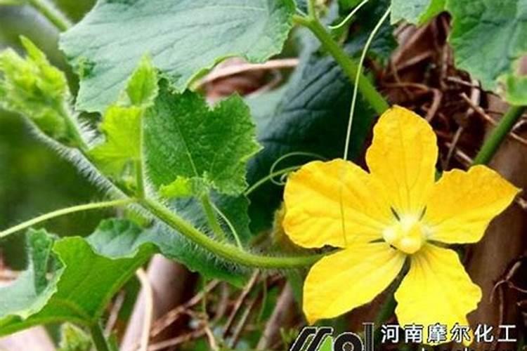 育一亩地的红薯苗,需要多少斤红薯种子？