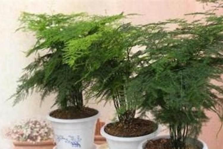 文竹需要什么肥料 家里的文竹养了10来年了