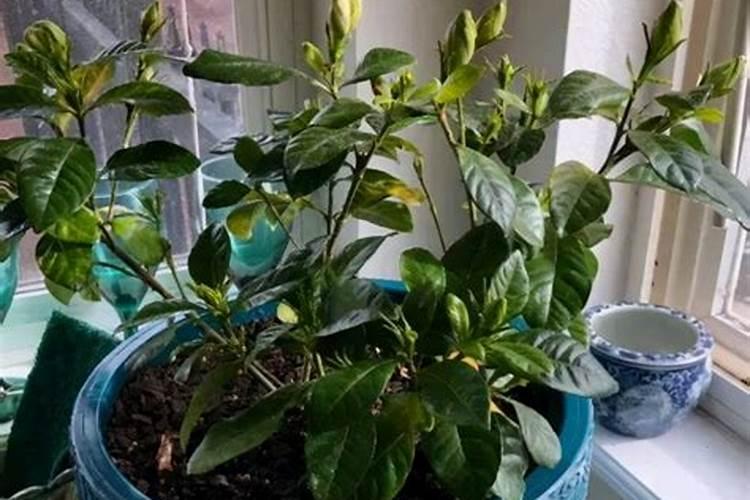 兰花如何用硼肥