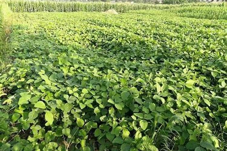 种大豆施硫酸钾好还是氯化钾好,植物