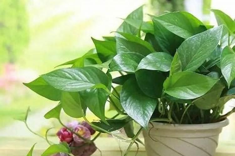 春天绿萝叶子发黄怎么办,叶子发黄还能变绿吗