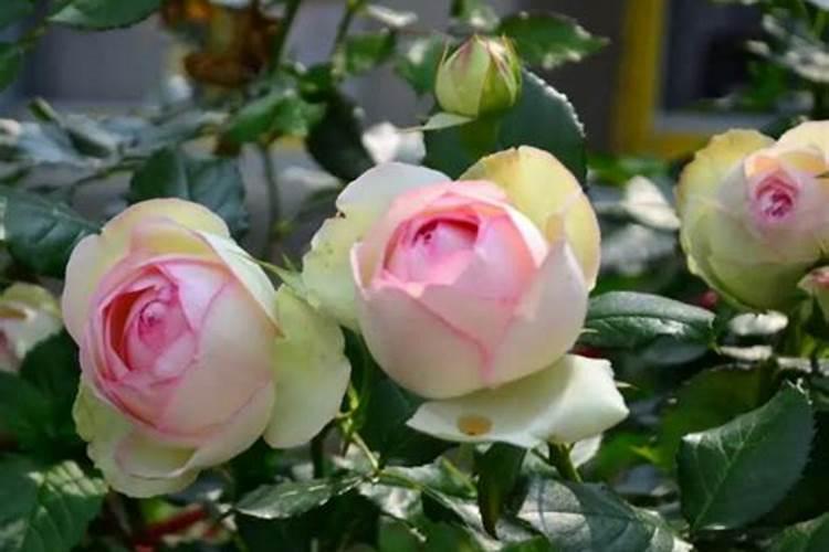 刚种植的樱桃占木树苗可以嫁接吗