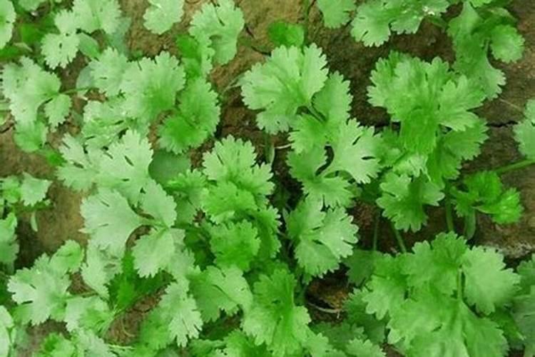 芸苔素和哪些肥料搭配使用,效果最佳呢？
