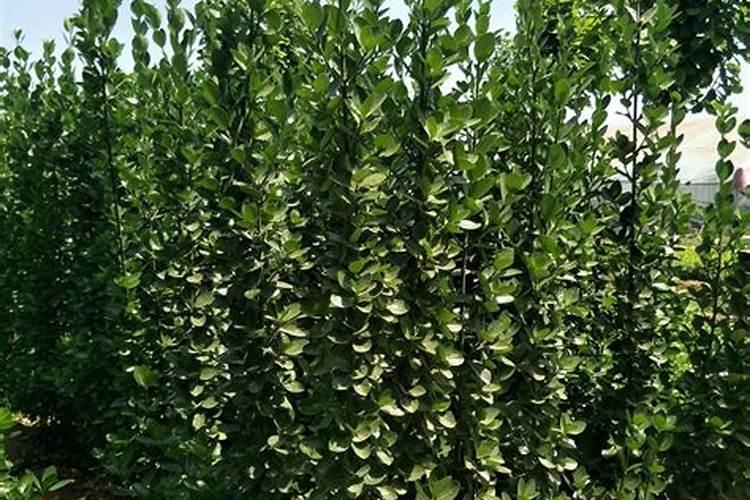 生根剂水溶肥叶面喷施效果会好吗