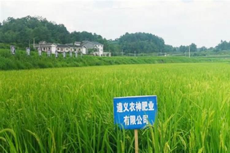老师,小麦死根啥病,死杆啥病,死穗啥病,,都是一片片死。打什么药,谢谢...