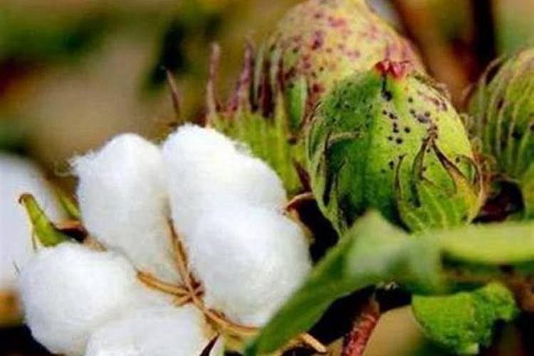 金桂的养殖方法