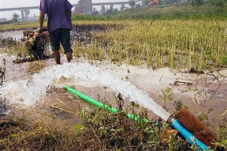 化肥水可以直接浇花吗 化肥水是否可以直接浇花