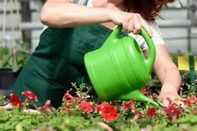 豆角开花期打什么叶面肥