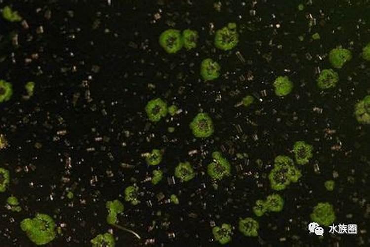 花生底肥如何选择？硫酸钾和氯化钾哪个更合适？