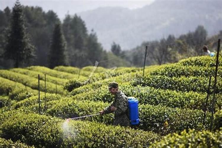 红薯太旱了浇水方法