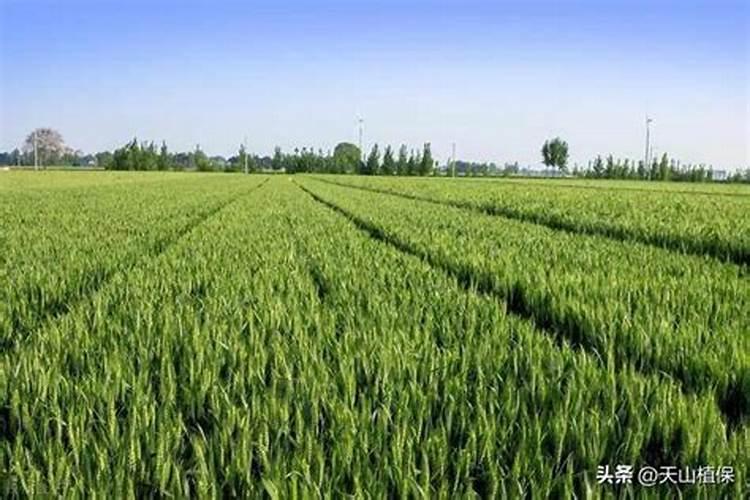 种小麦用什么复合肥好