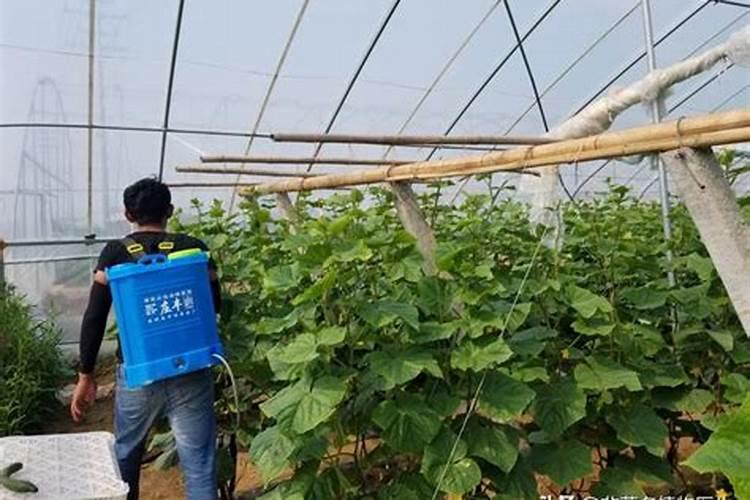 冬天温棚黄瓜阴天用什么增光
