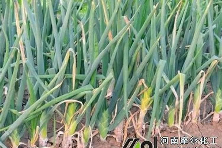 阴天浇菜地好不好