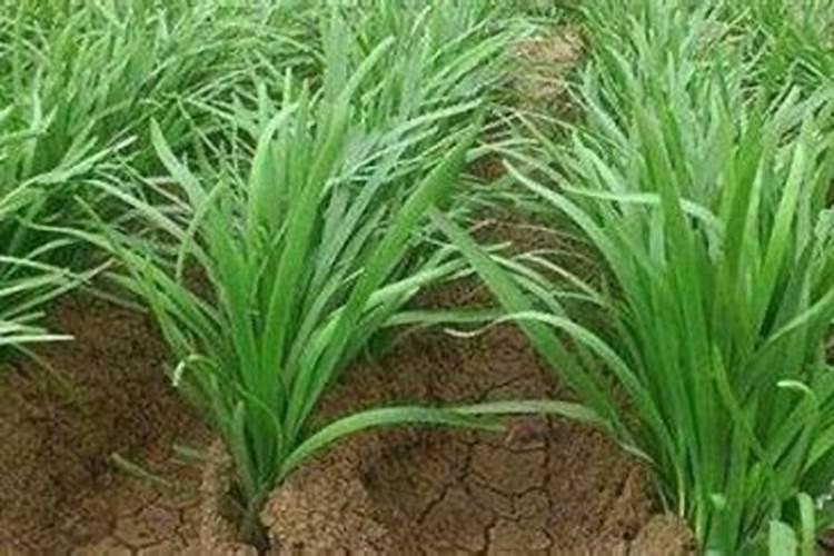 有什么能缓解磷被土壤固化的方法吗？