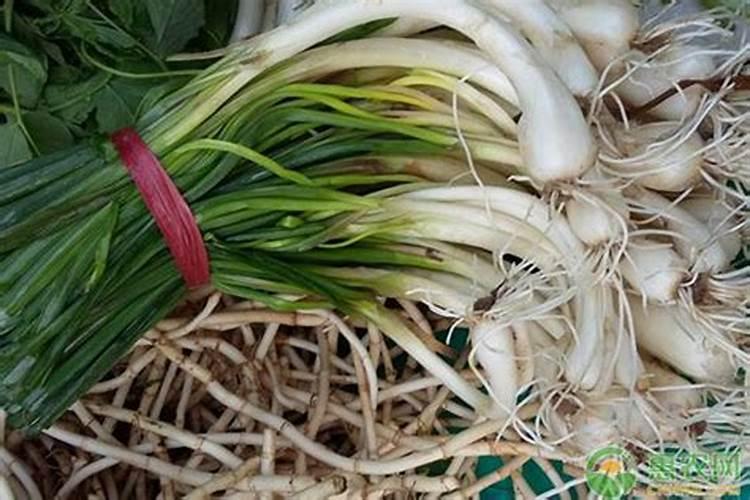 氮元素是什么肥料