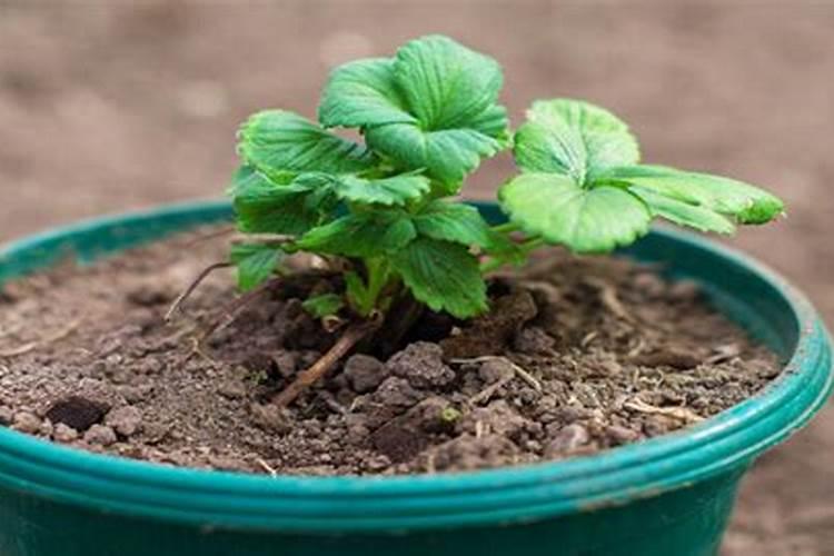 贵花树如何管理在开封地区才能快长。谢谢回答