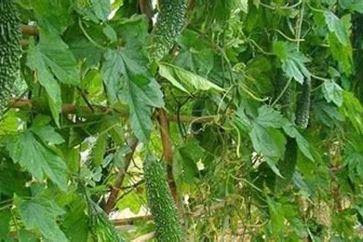 蓝莓的颜色为什么不是蓝色的,为什么食物除了蓝莓没有蓝色的