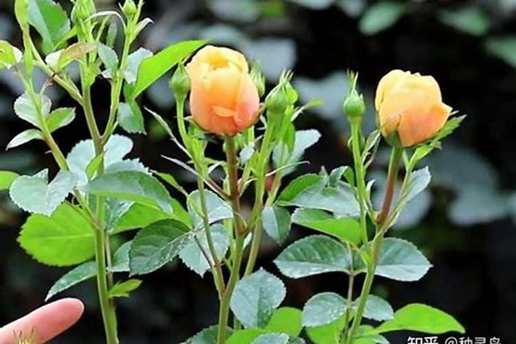 昙花有花苞了用什么肥料最好