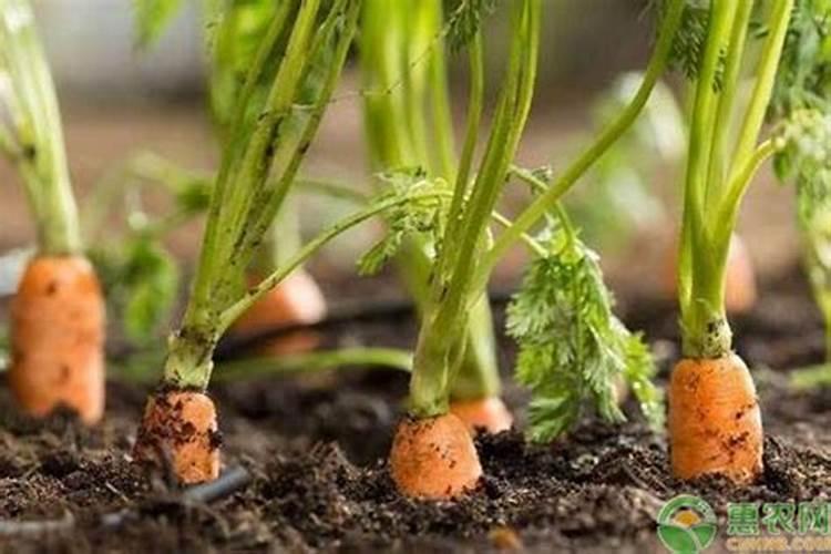胡萝卜光长樱萝卜不大怎么处理