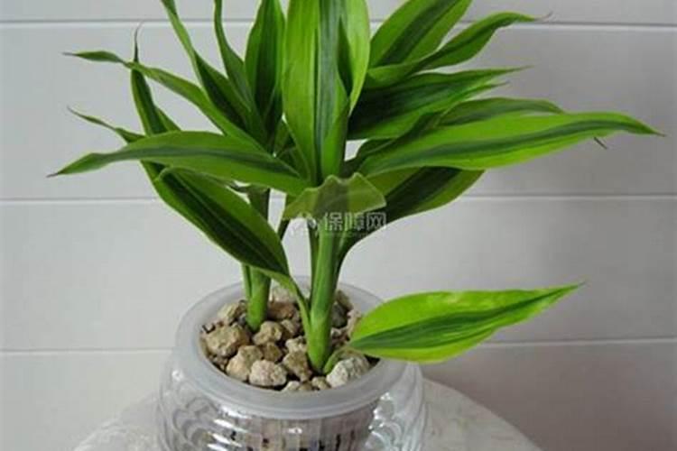 富贵竹浇什么肥料合适