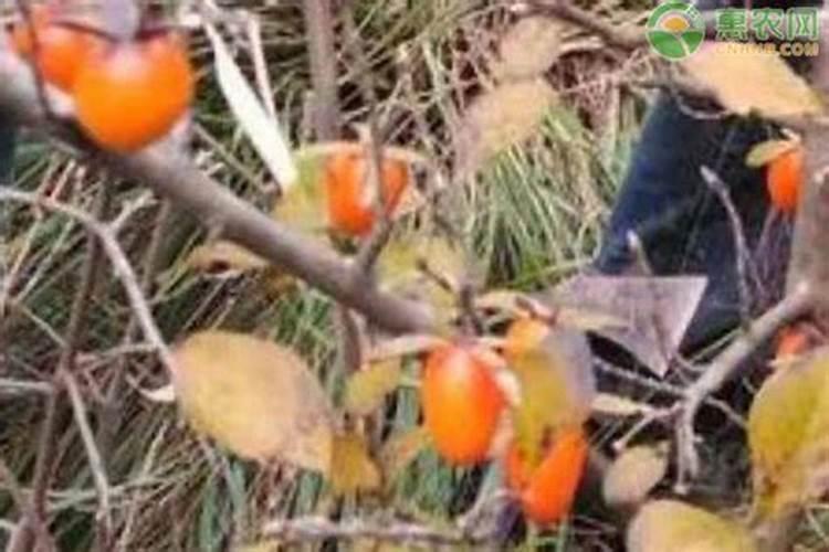 9月嫁接老鸦柿多久能发芽？