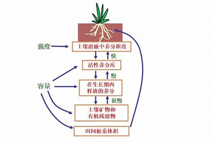 肥料施入土壤后多久能见效(肥料放在土里有效期是多久)