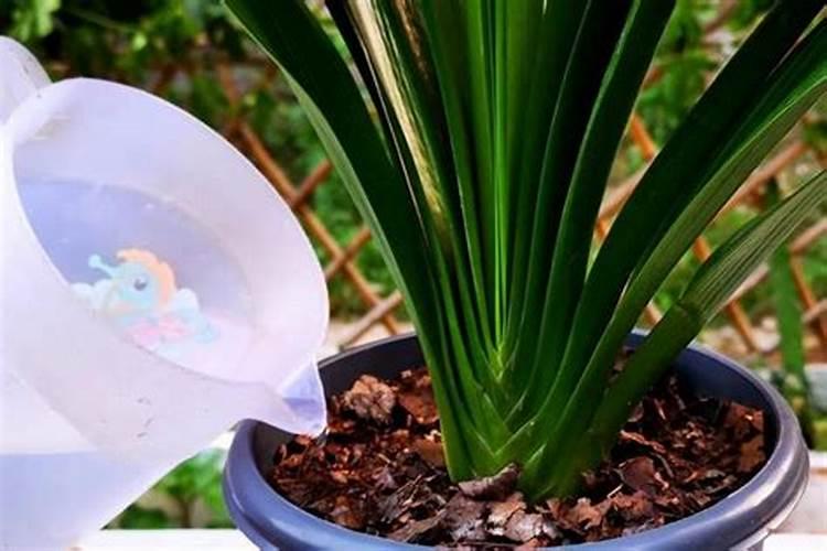 君子兰如何养殖不停冒花芽