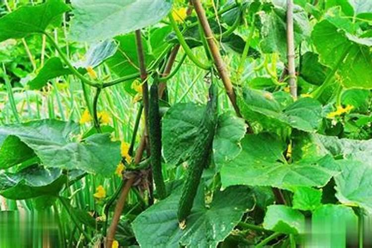 冬天可以给花施肥吗