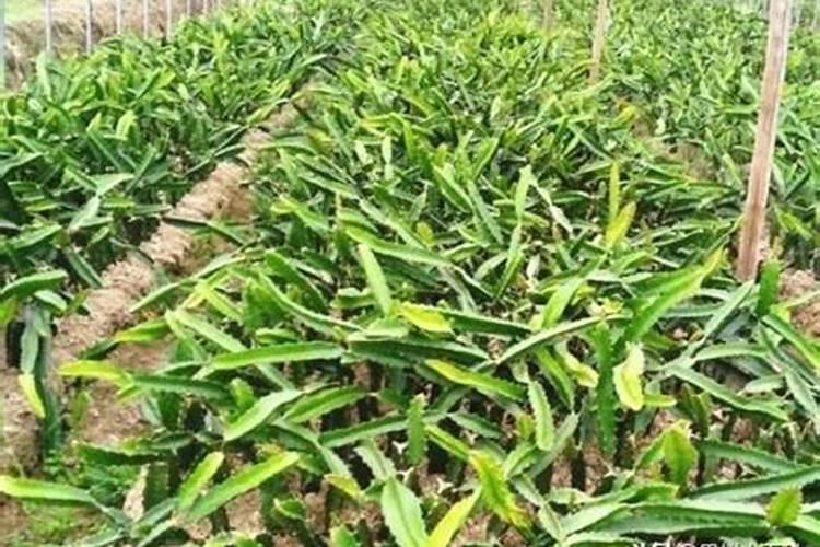 叶面肥什么时候打效果好