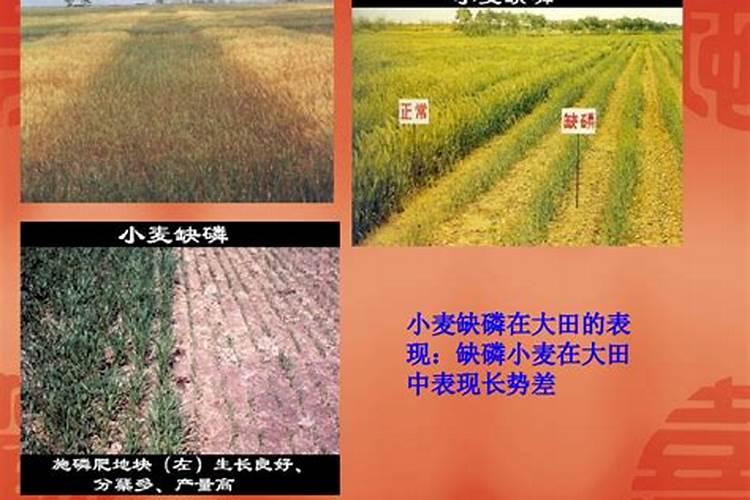 小麦叶面肥什么时候用好