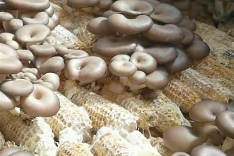 世界上十大名牌肥料排名
