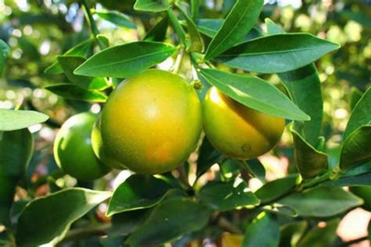 在家里种金桔怎么施肥