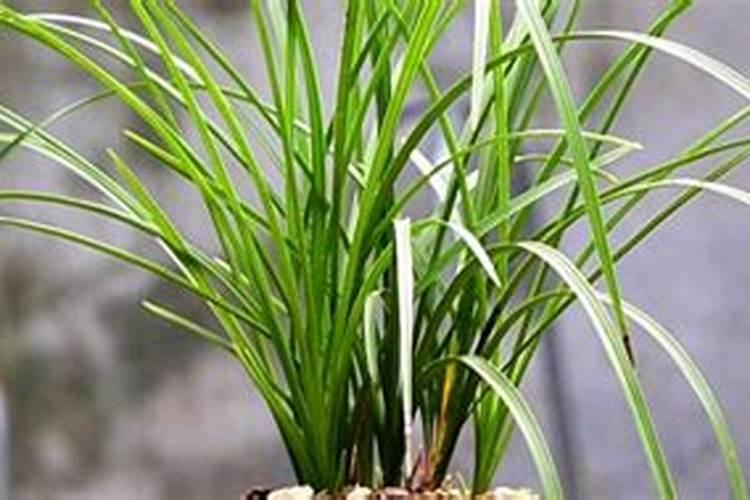 大花惠兰花怎么养殖方法