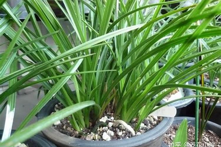 大花蕙兰施肥方法 怎样给大花蕙兰施肥