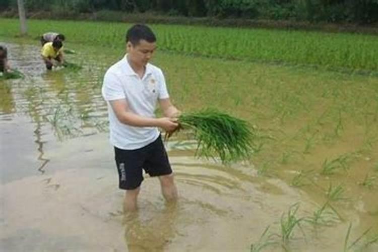棉花地苗后除草剂专除香附子的产品