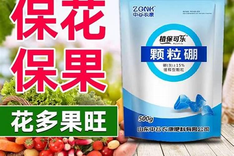 枸杞黄叶掉叶怎么回事