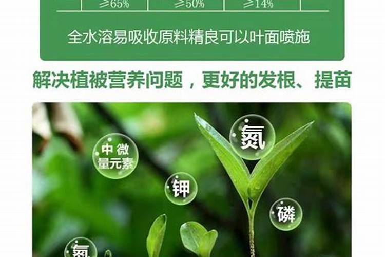 马蹄苗使用什么肥料追后不要马蹄发苗呢