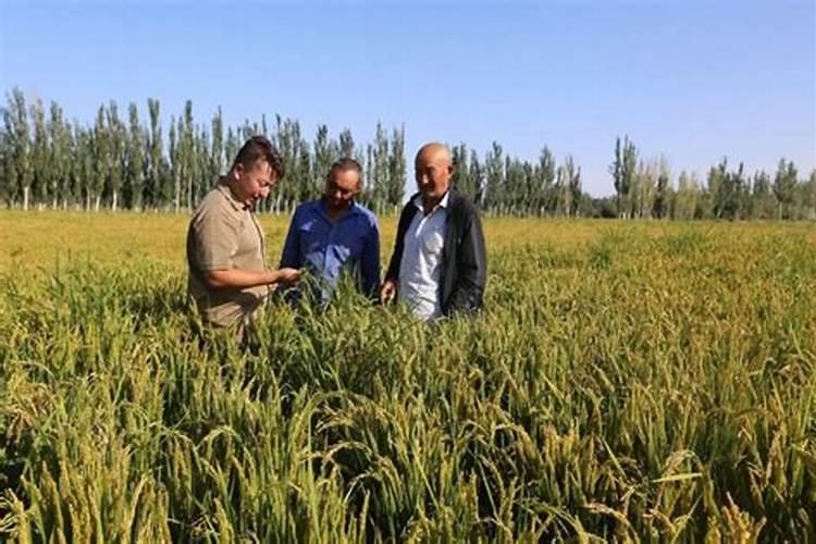 赞美农场的诗句