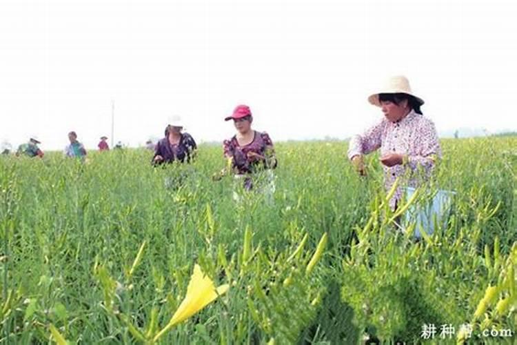 黄花菜开花期想要施肥,应该怎么施肥呢？